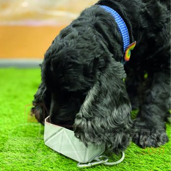 EasyPets FoldaBowl Single Foldable bowl with Carabiner Clip